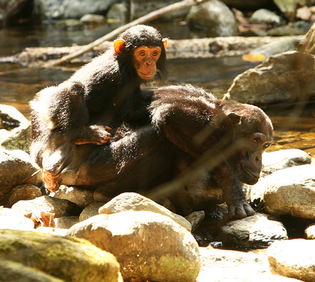activité randonnée et découverte des chimpanzés en Afrique
