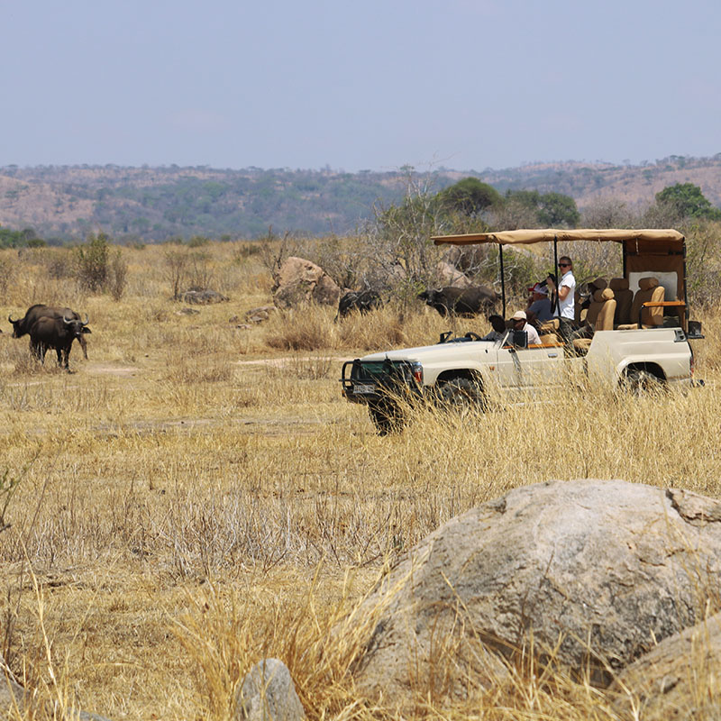 Activité safari 4x4 Tanzanie buffle