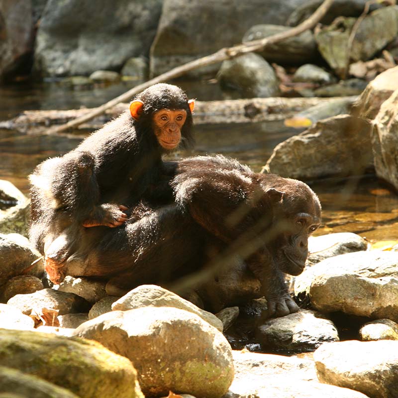 activité randonnée et découverte des chimpanzés en Afrique
