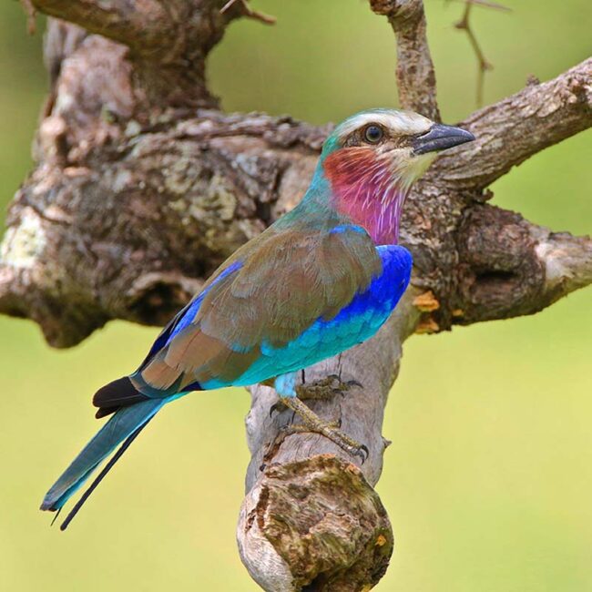 Observation Des Oiseaux En Tanzanie