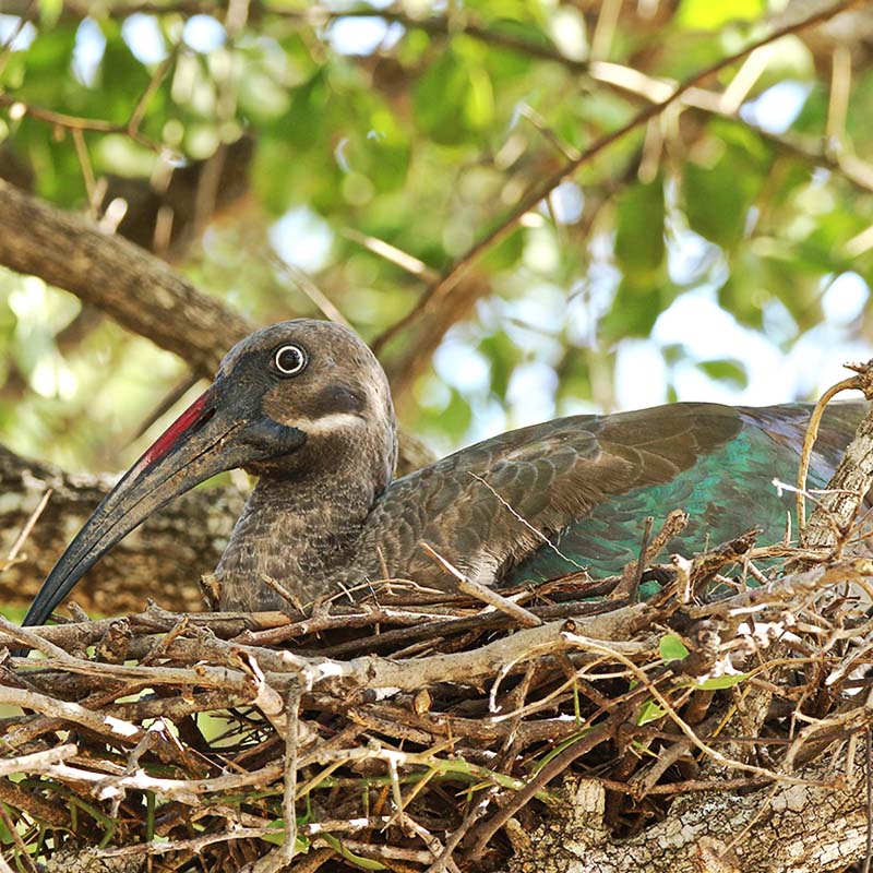 découverte des oiseaux ibis