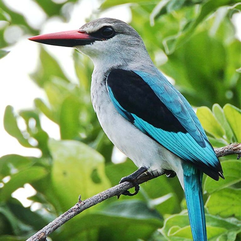 Observation Des Oiseaux En Tanzanie