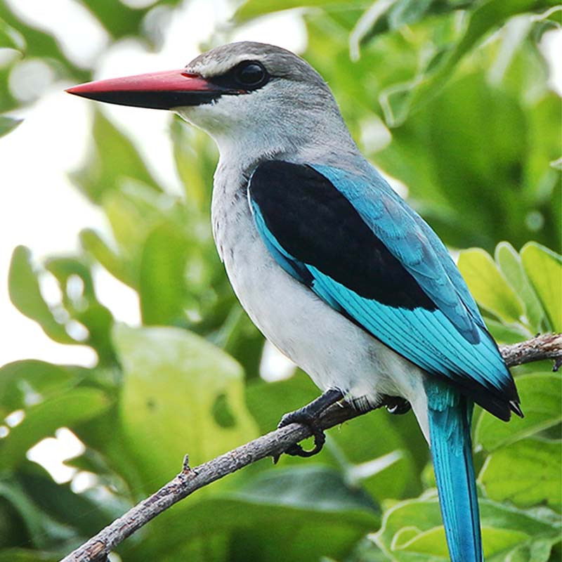 découverte des oiseaux Tanzanie Kingfisher