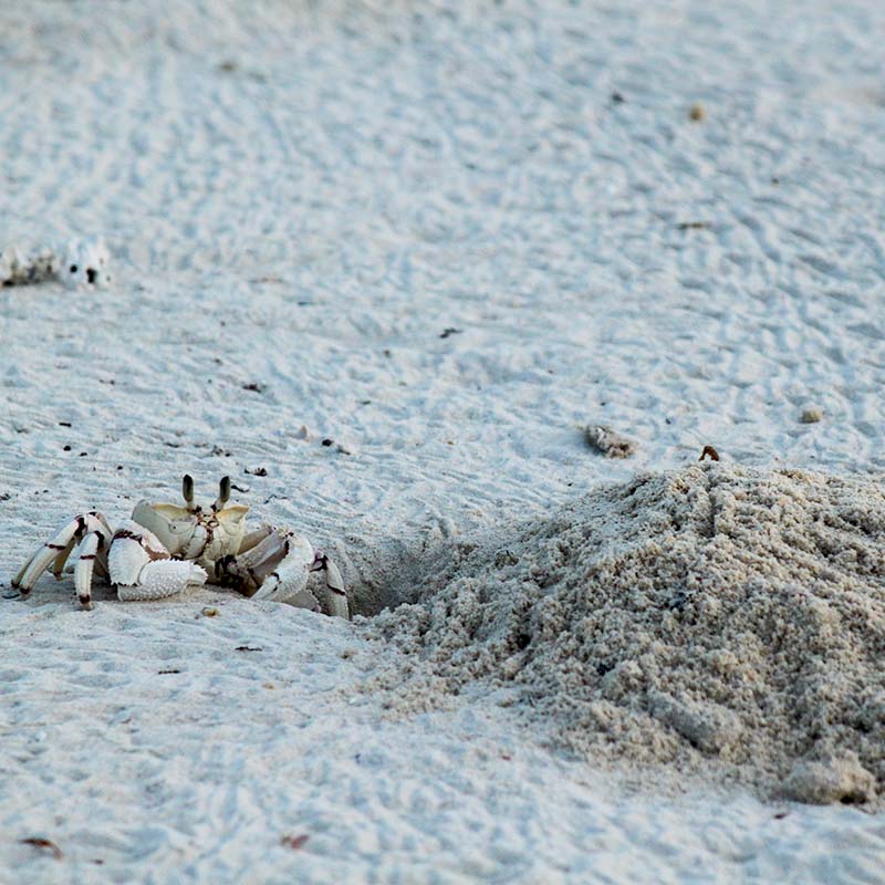 île Fanjove Tanzanie crabe