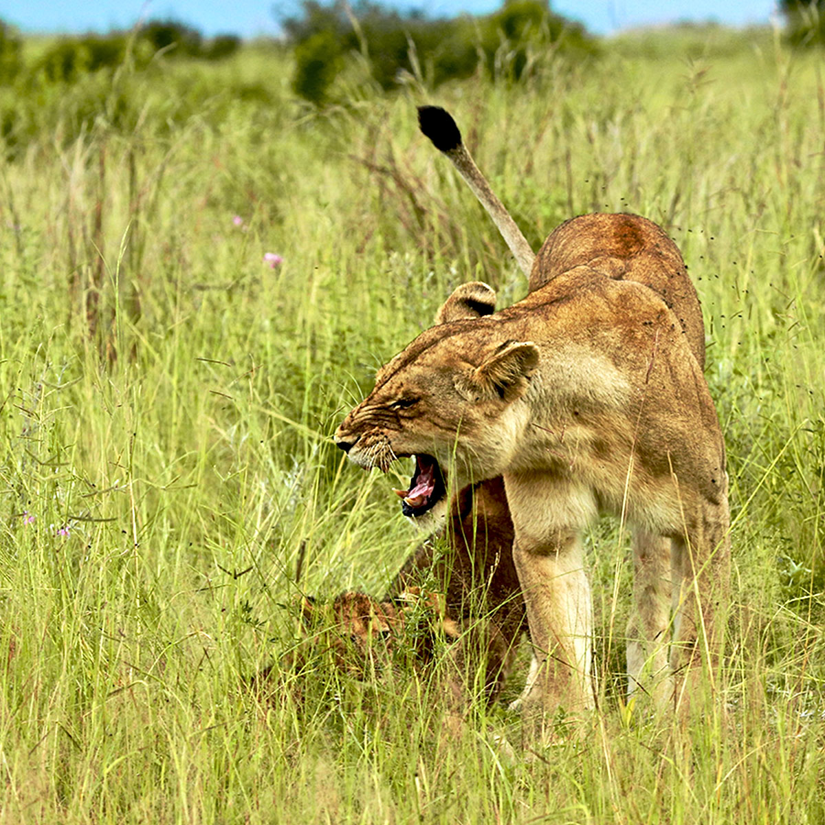 Lionne dans le parc national de Ruaha en Tanzanie