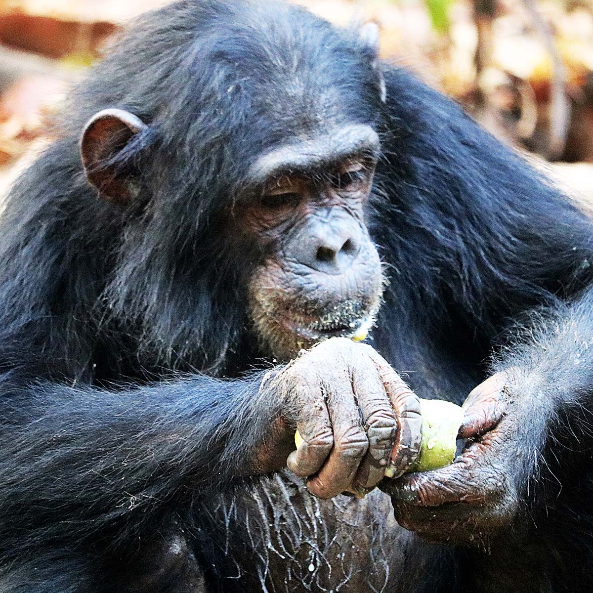Un chimpanzé dans le parc national de Gombe en Tanzanie