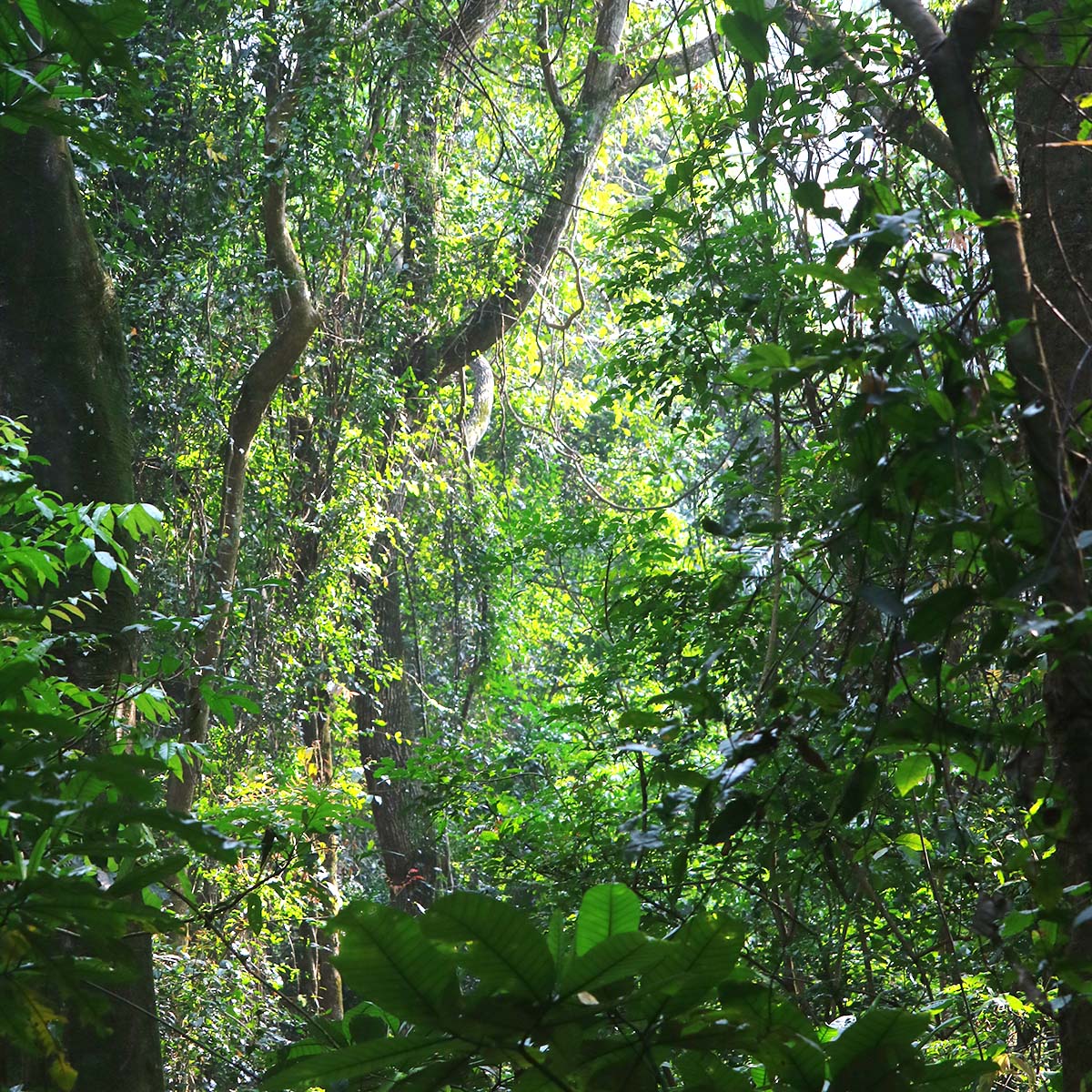 La forêt du parc national de Gombe en Tanzanie