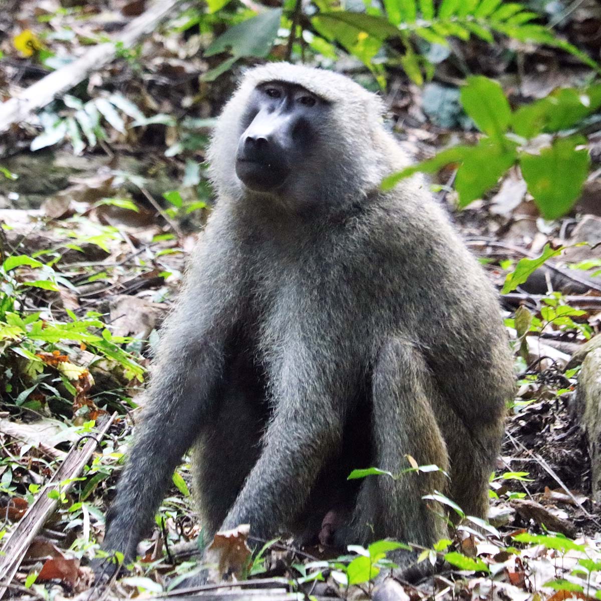 Un singe du parc national de Gombe en Tanzanie
