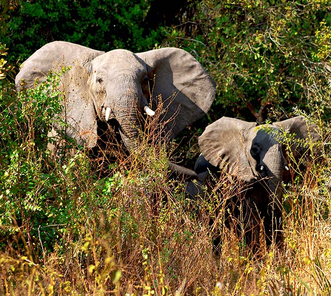 Les éléphants du parc national de Katavi en Tanzanie