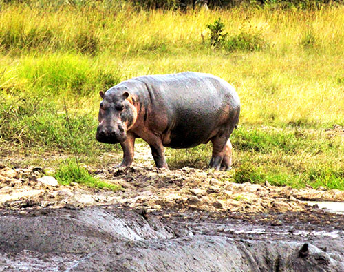 Parc national de Katavi en Tanzanie avec Asanterra
