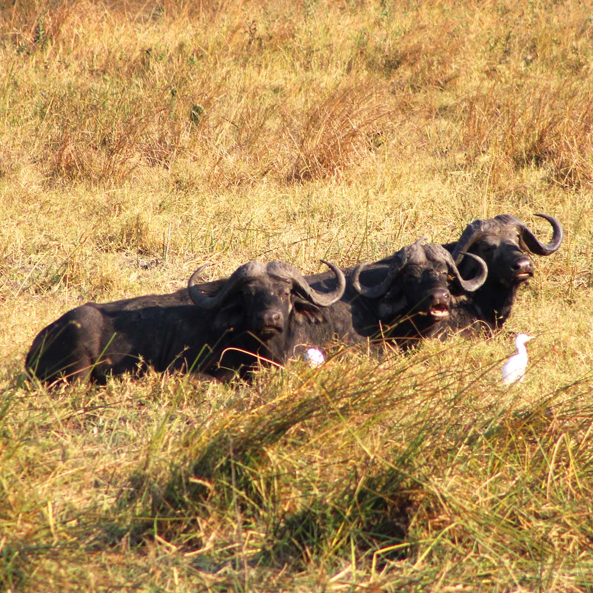 Des buffles dans le parc national de Katavi en Tanzanie