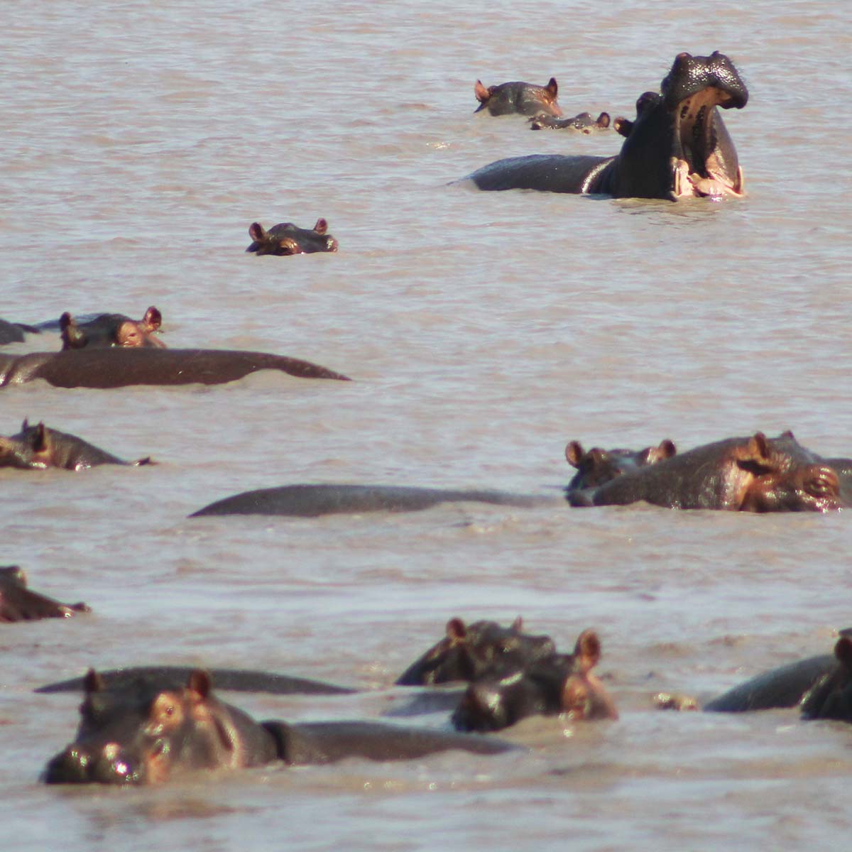 les hippopotames du parc national de Katavi en Tanzanie