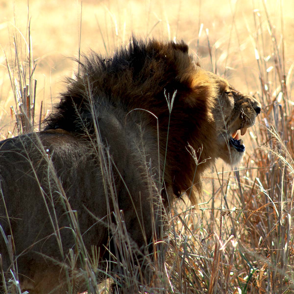 Un lion dans le parc national de Katavi