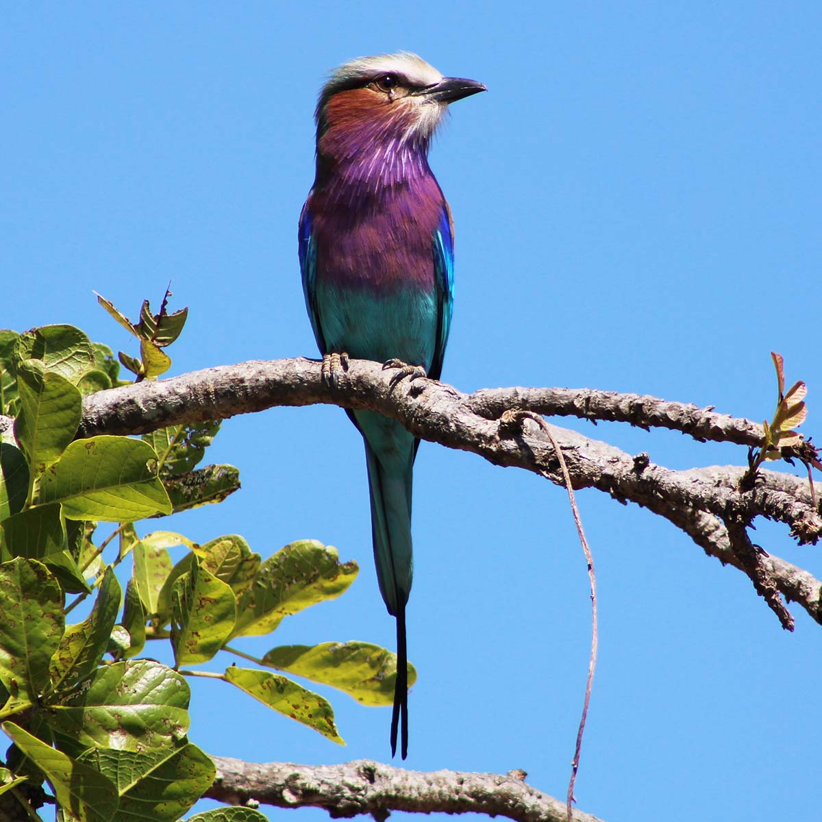 Un oiseau du parc national de Katavi