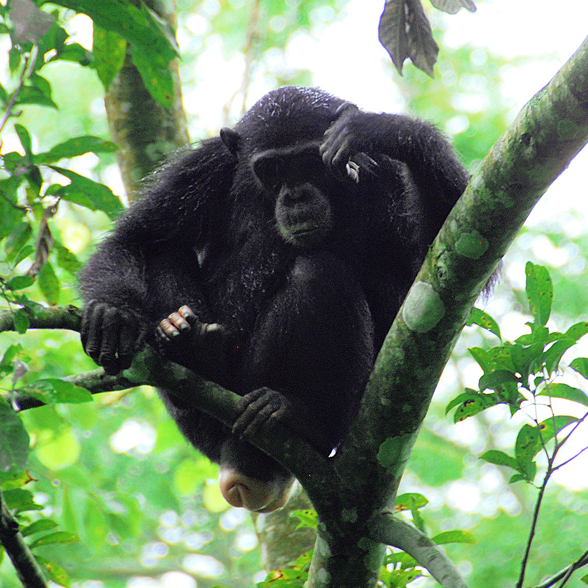 Un chimpanzé dans le parc national de Mahale