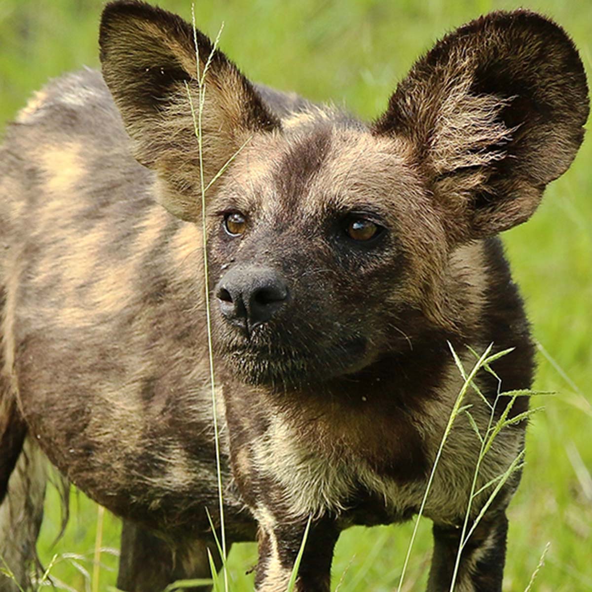 Un Lycaon au parc national de Nyerere ex-Selous / WIld dog at Nyerere National Park (ex. Selous) in Tanzania