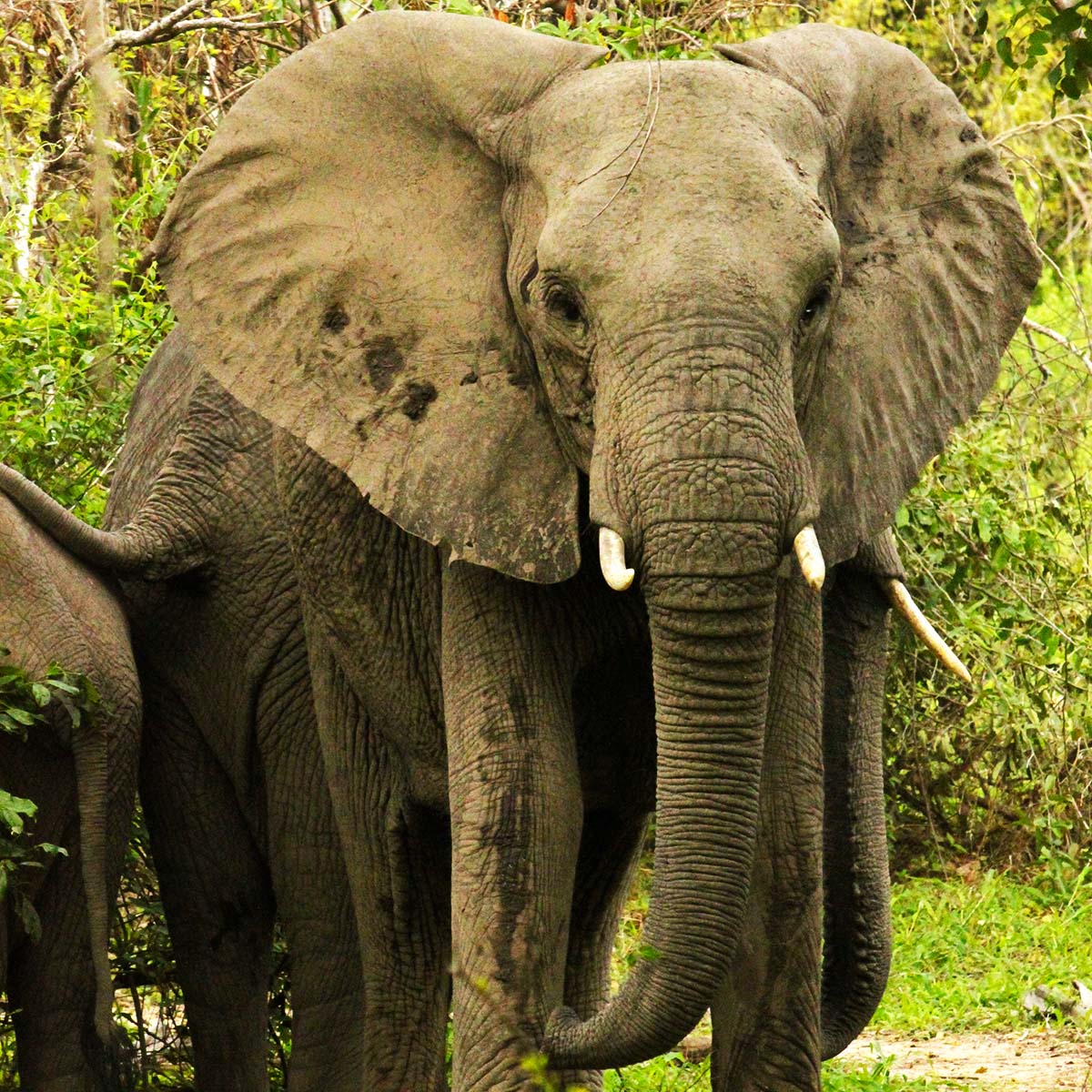 Eléphants au parc national de Nyerere ex-Selous / Elephants at Nyerere National Park (ex.Selous)