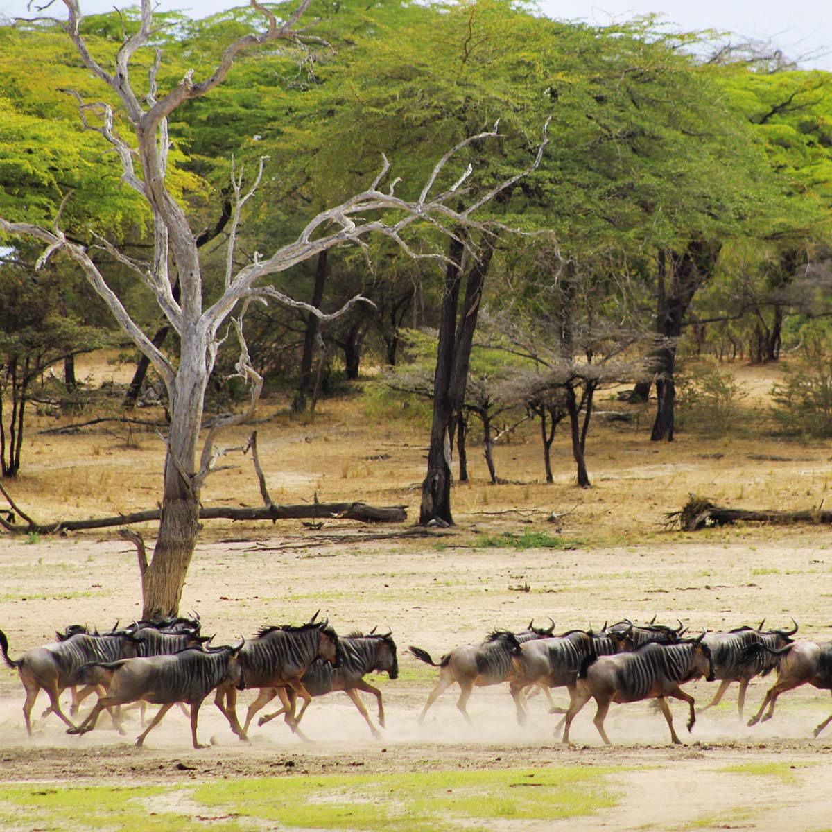 Des gnous dans le parc national de Nyerere ex-Selous