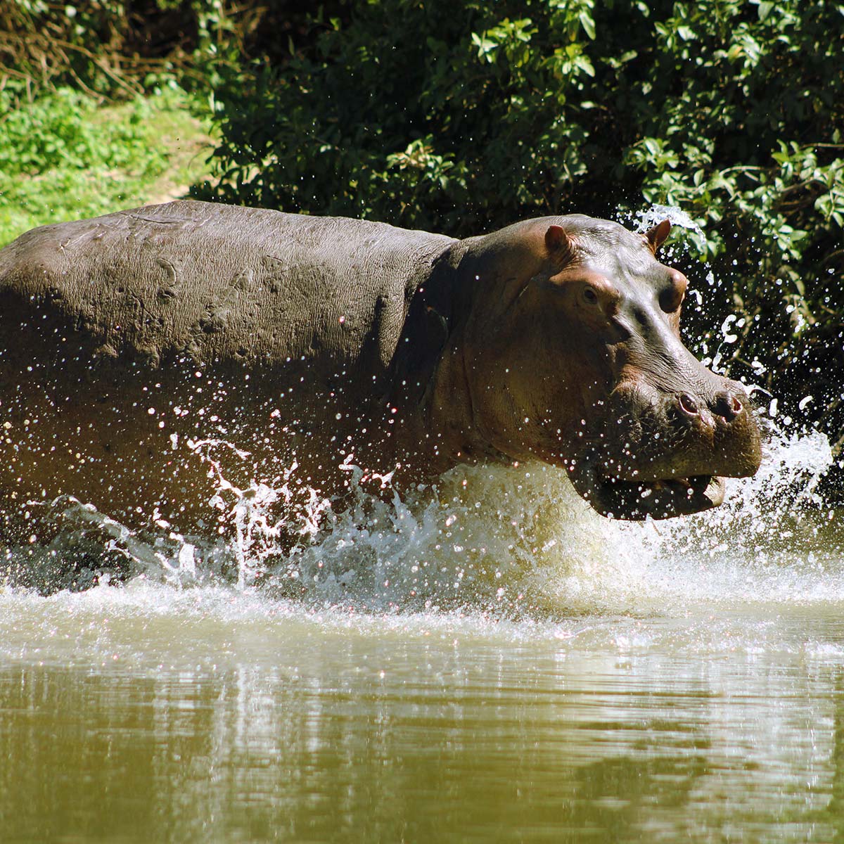 Un hippopotame dans une rivière du parc national de Nyerere ex-Selous en Tanzanie