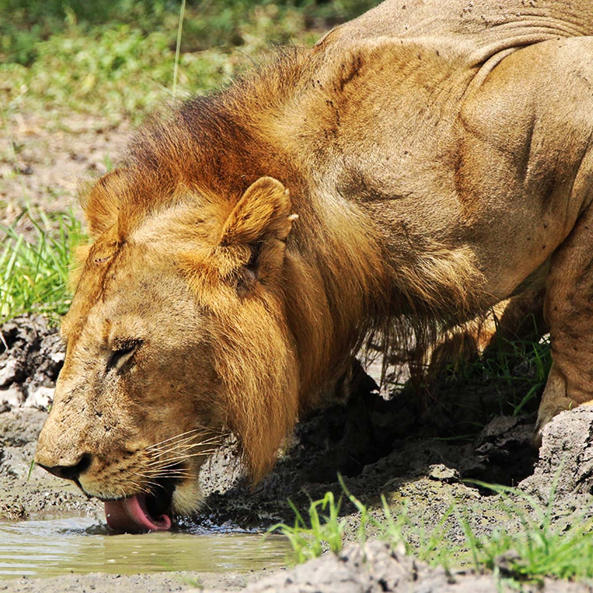 Un lion du parc national de Nyerere ex-Selous en Tanzanie