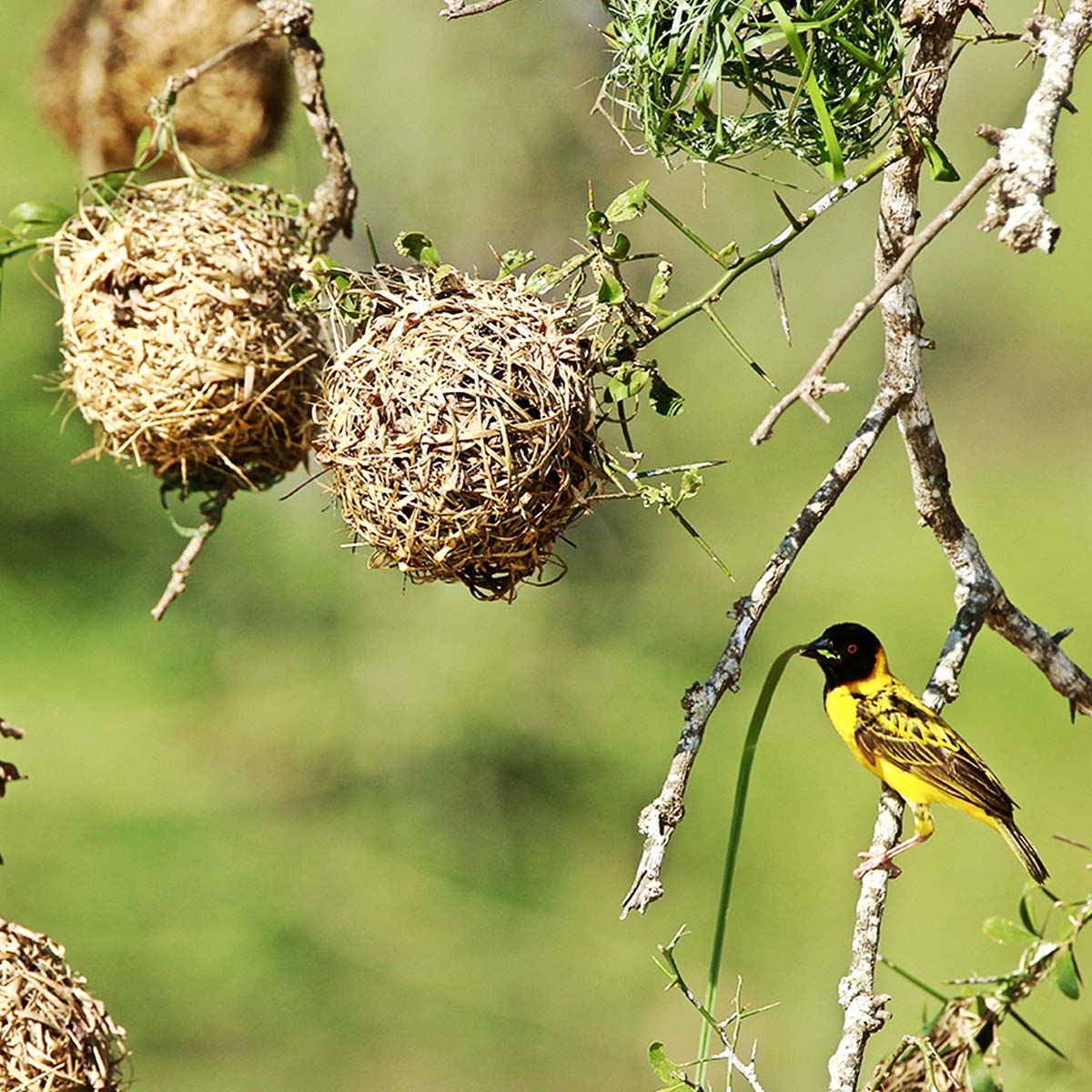 Le parc national de Nyerere ex-Selous et ses nids d'oiseau