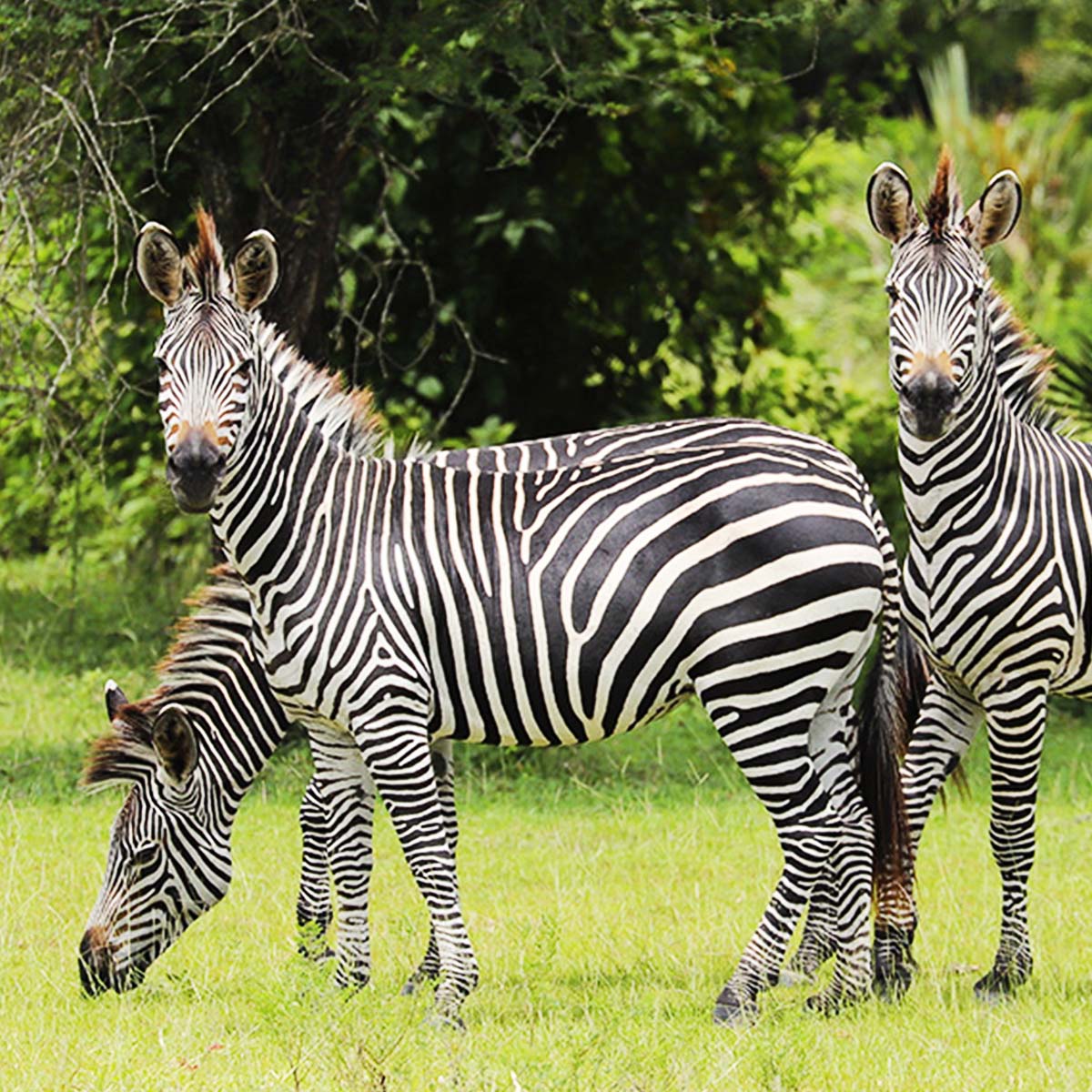Les zèbres du parc national de Nyerere ex-Selous en Tanzanie