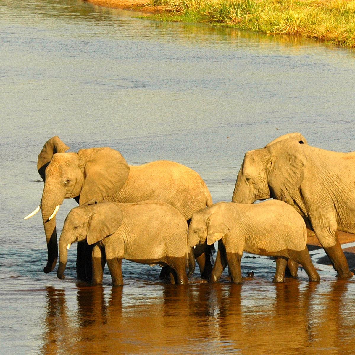 Des éléphants dans le parc national de Ruaha en Tanzanie