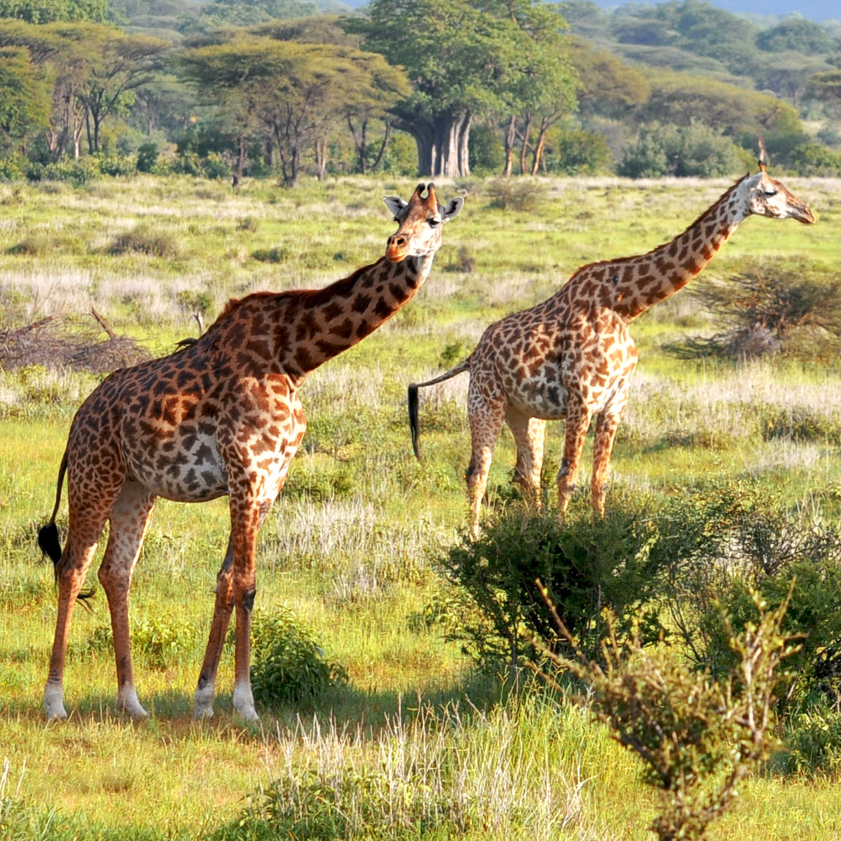 Des girafes dans le parc national de Ruaha en Tanzanie
