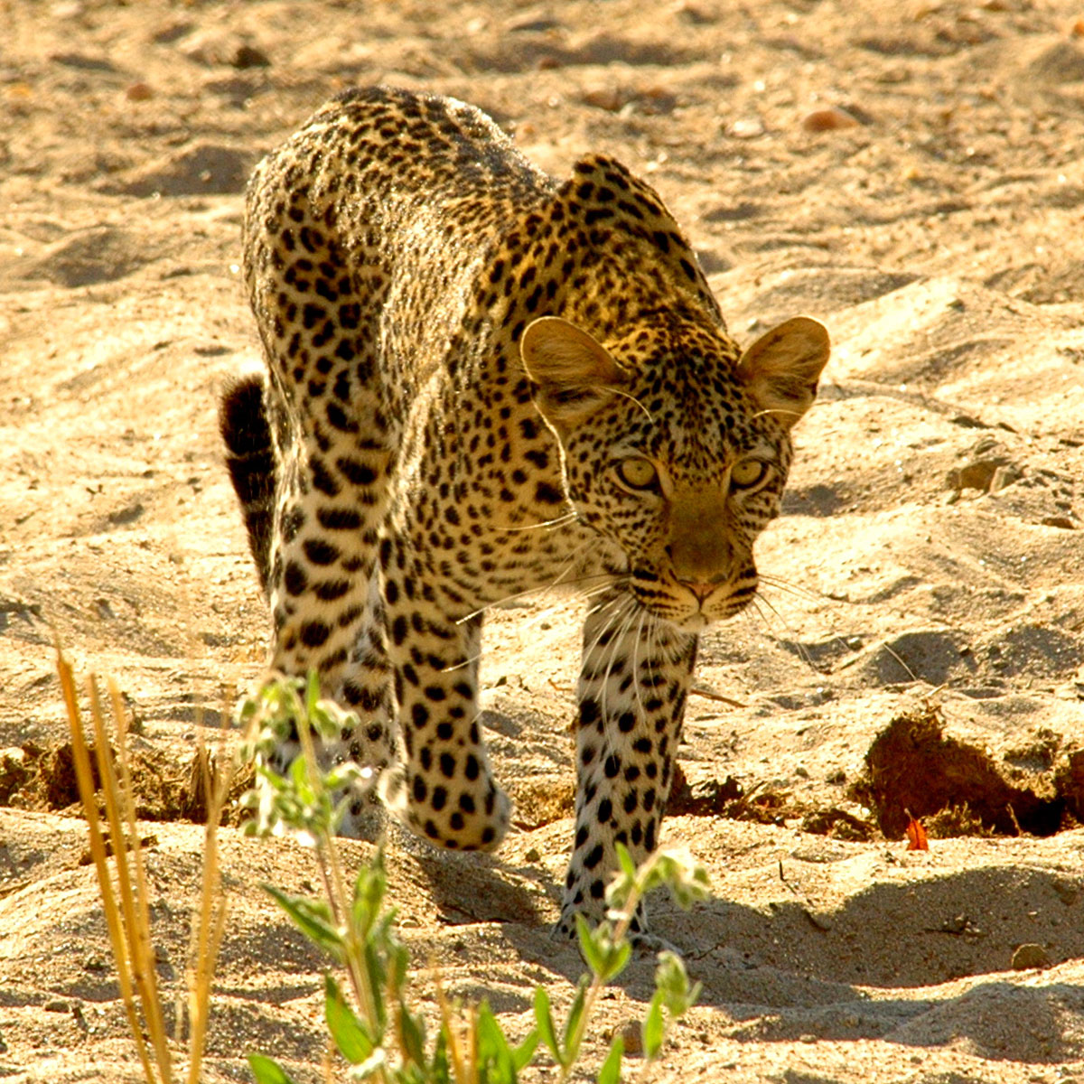 Un léopard du Parc national de Ruaha en Tanzanie