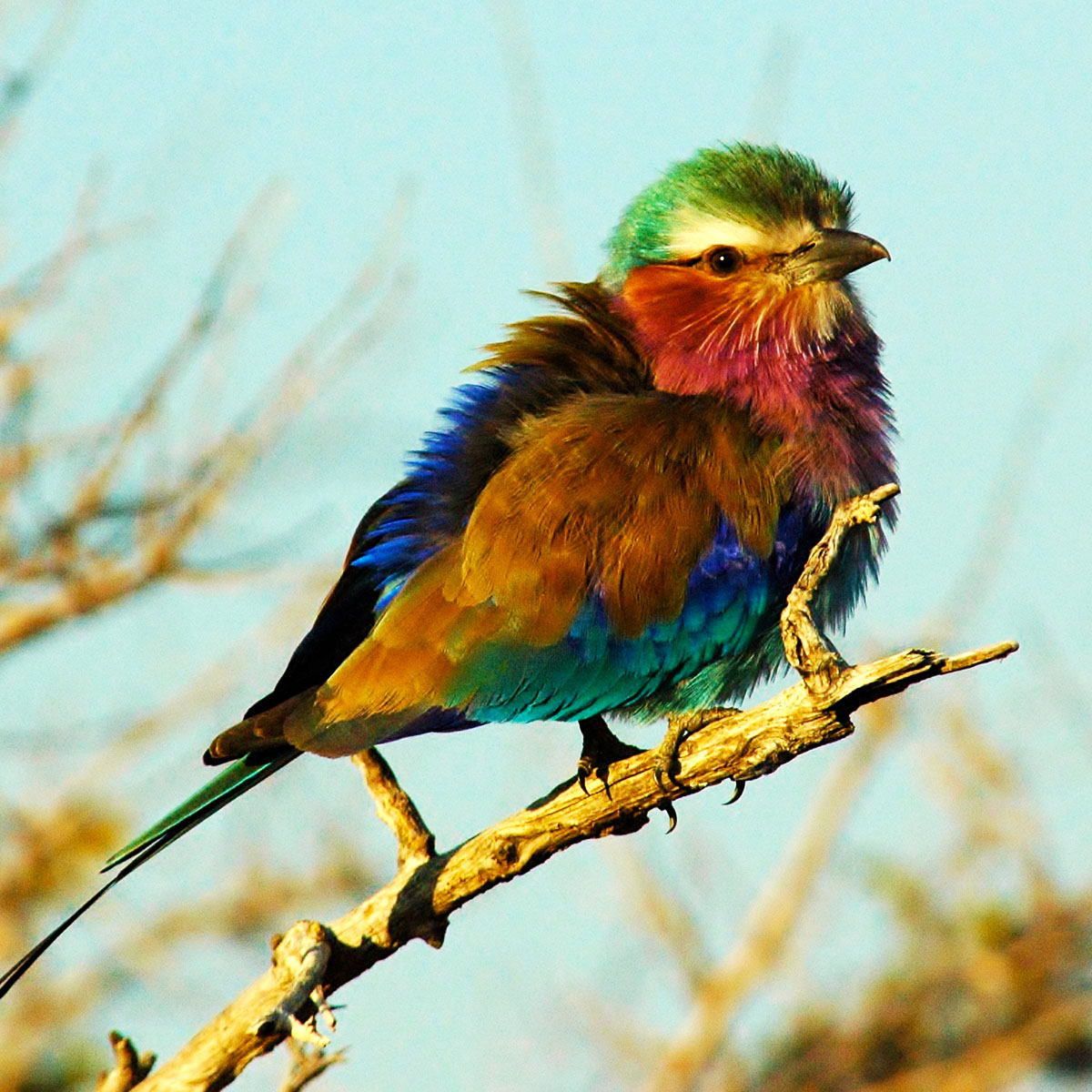 Un oiseau du parc national de Ruaha