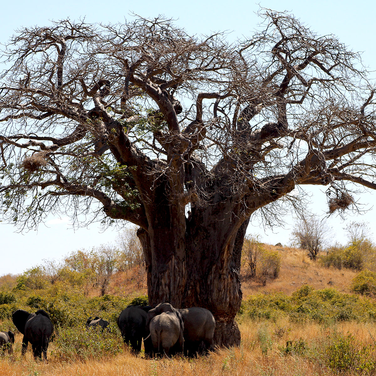 Parc national de Ruaha en Afrique