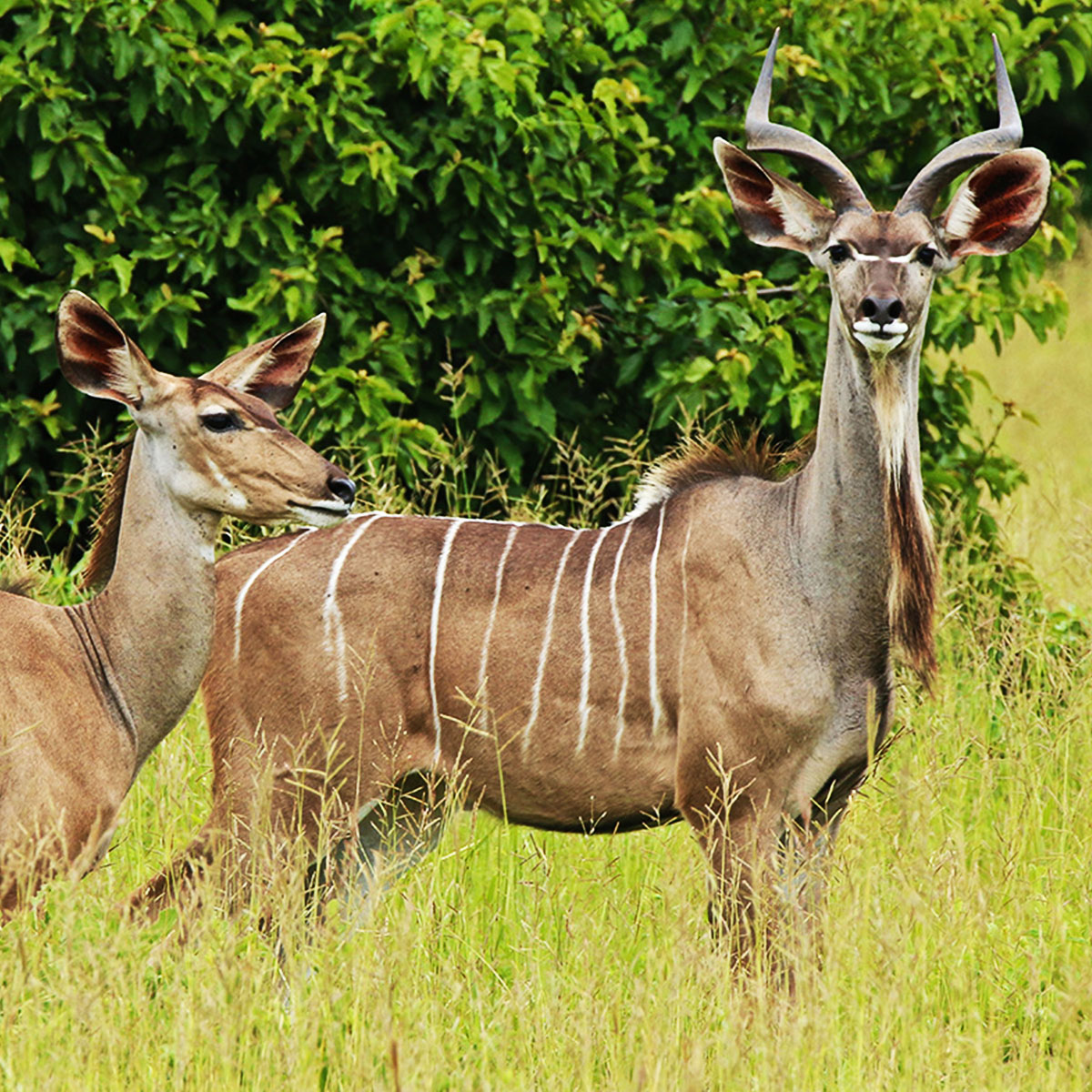 Grand koudou au parc national de Ruaha en Tanzanie