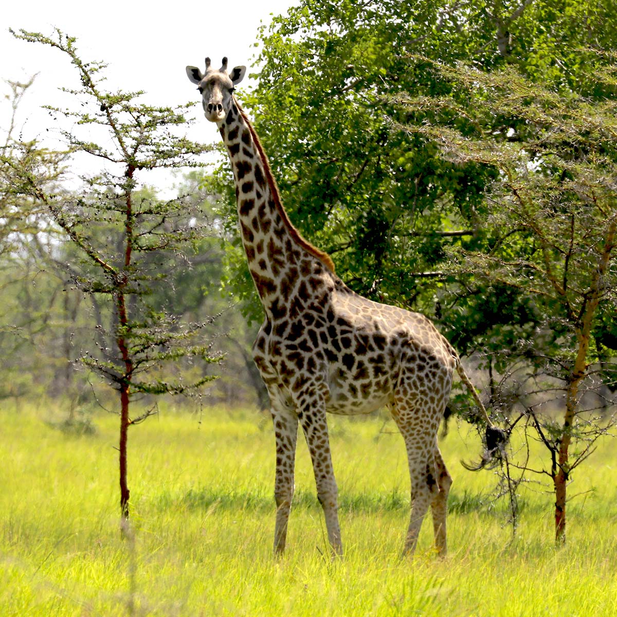 Une girafe du parc national de Saadani