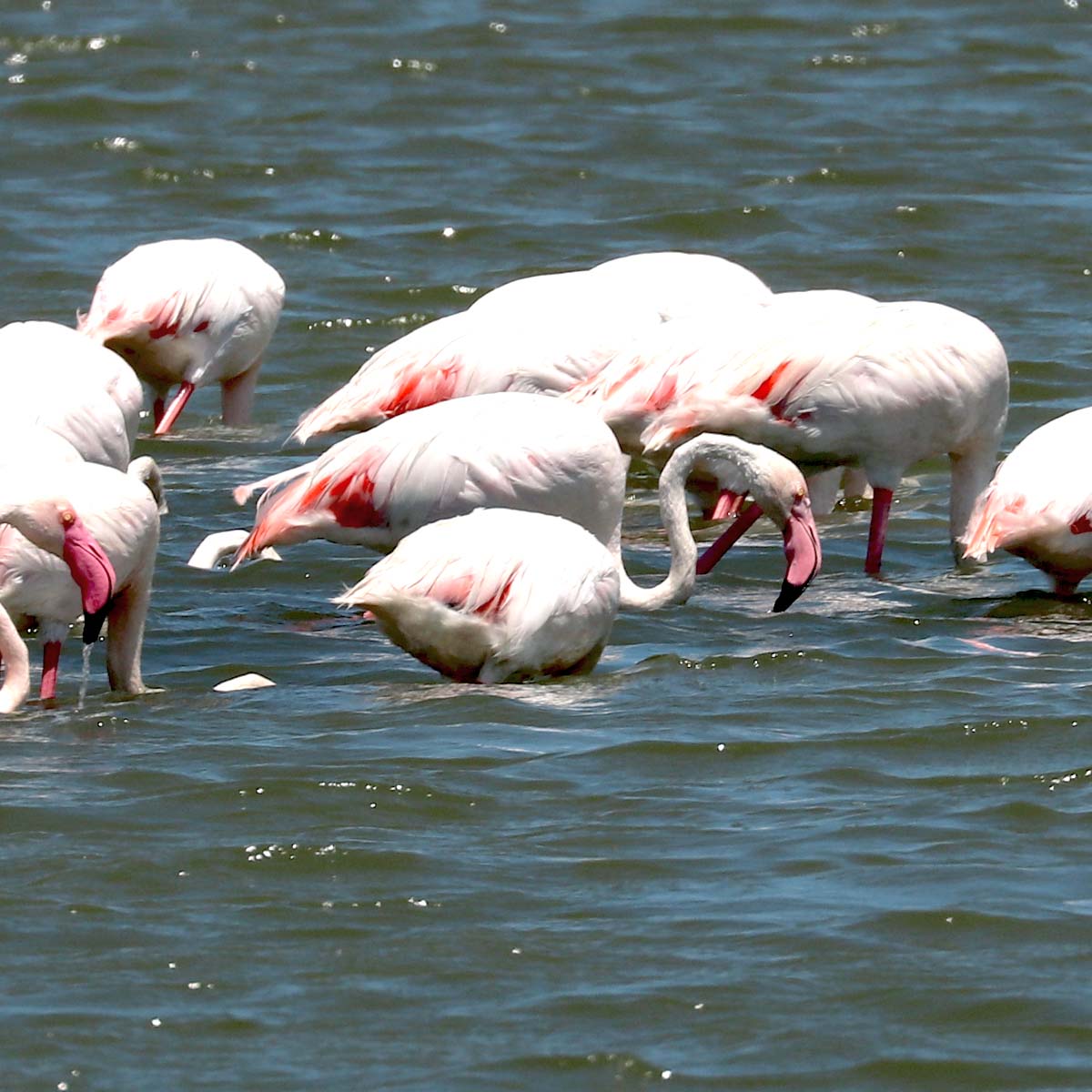 parc national de Saadani en Tanzanie avec ses flamants roses