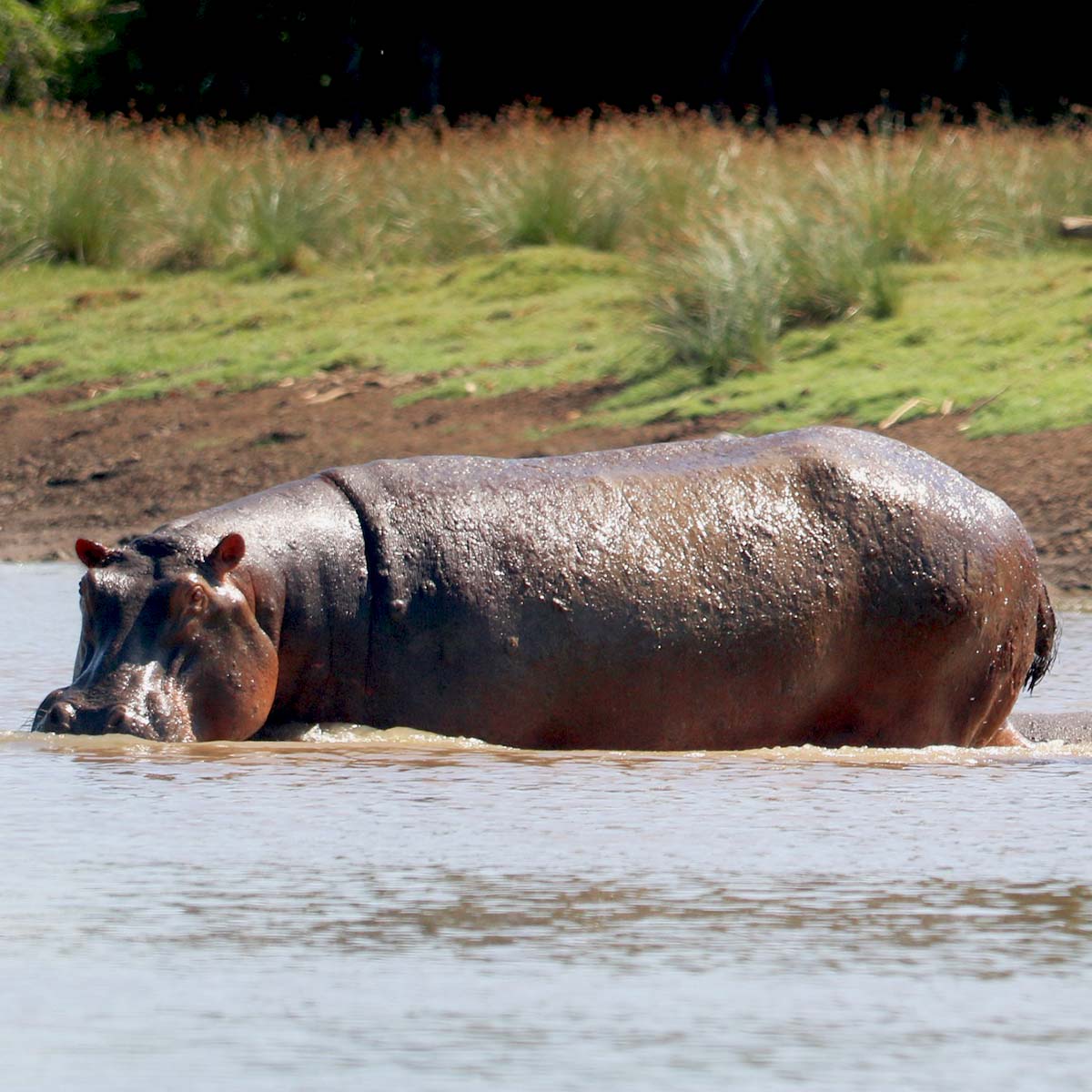 parc national de Saadani en Tanzanie et un hippopotame