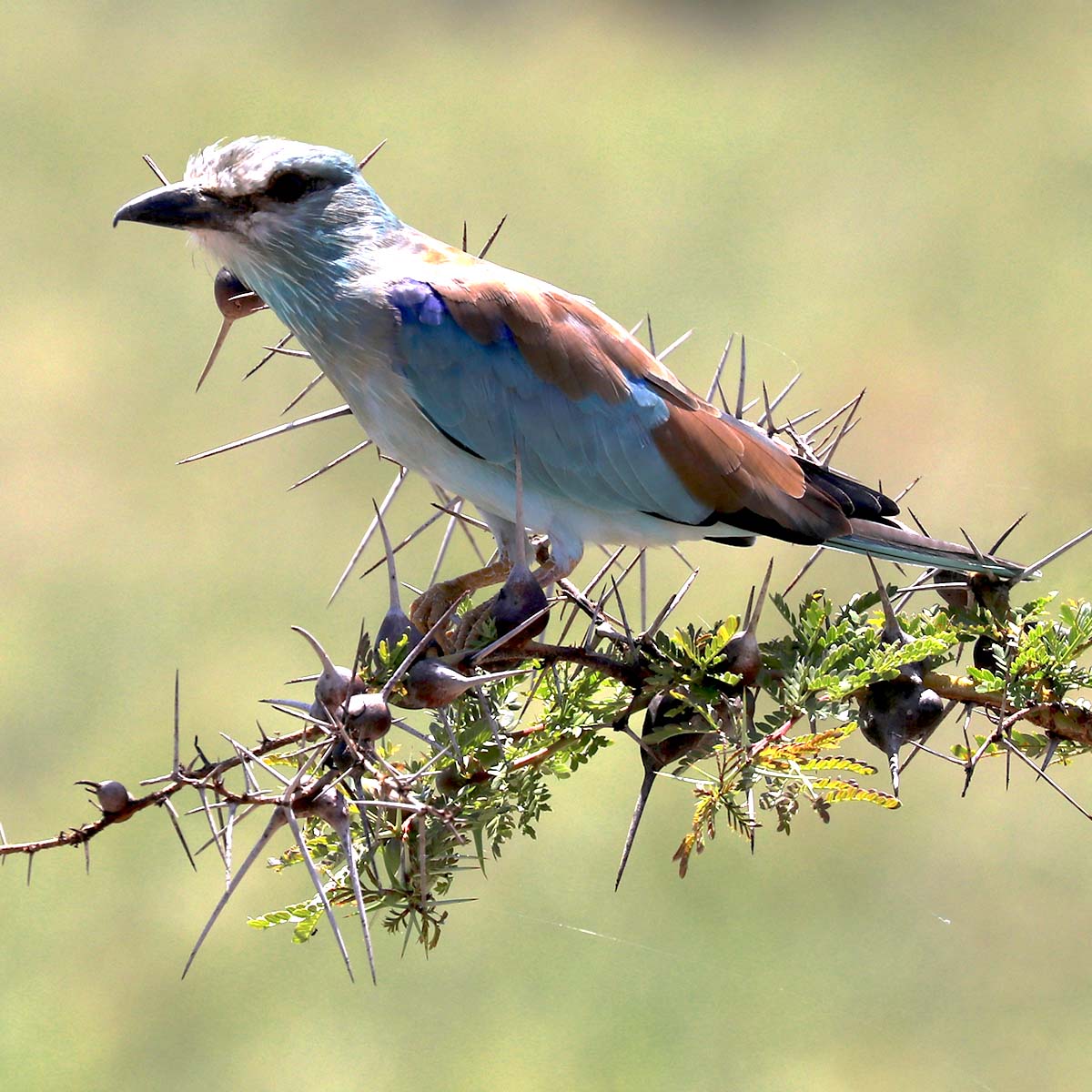 Un oiseau du parc national de Saadani en Tanzanie