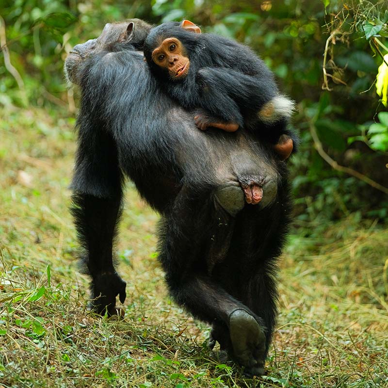 randonnée découverte chimpanzés en Tanzanie