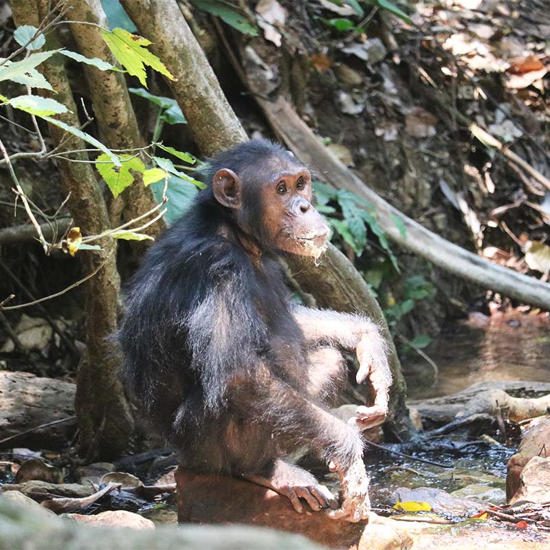 randonnée découverte des chimpanzés