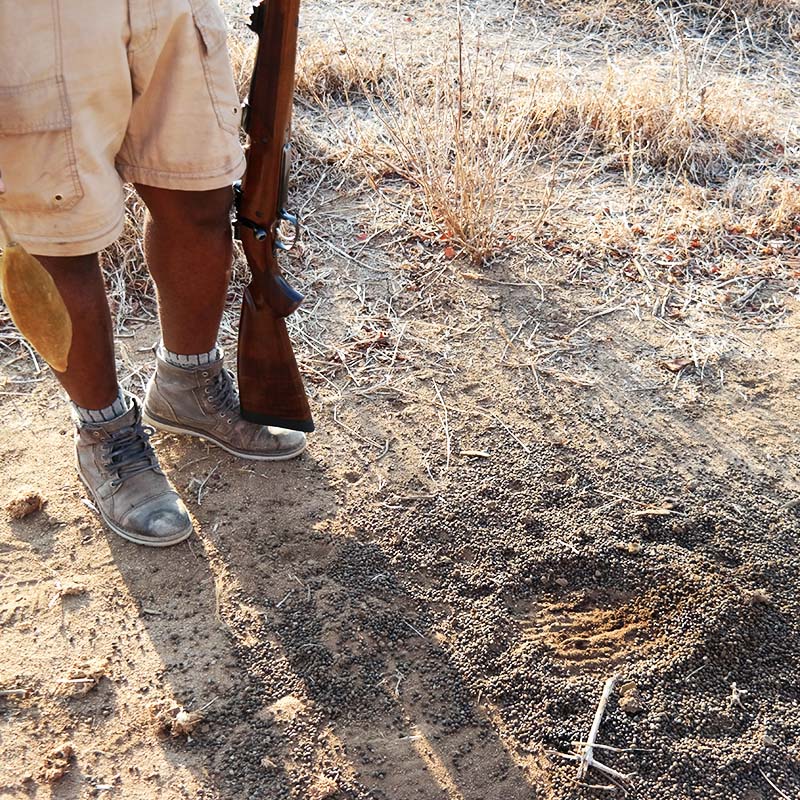 Activité de safari à pied avec Asanterra en Tanzanie