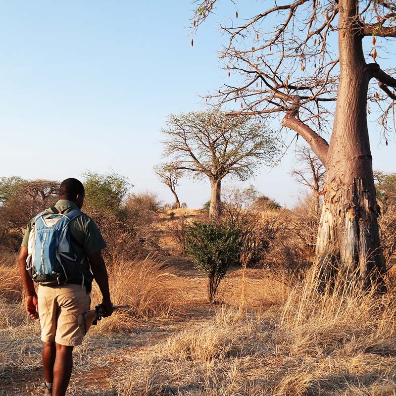 safari à pied une activité avec Asanterra