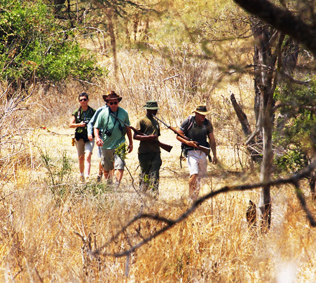 safari à pied avec Asanterra en Tanzanie