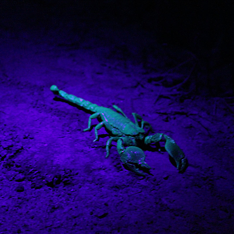 scorpion durant un safari de nuit en Tanzanie