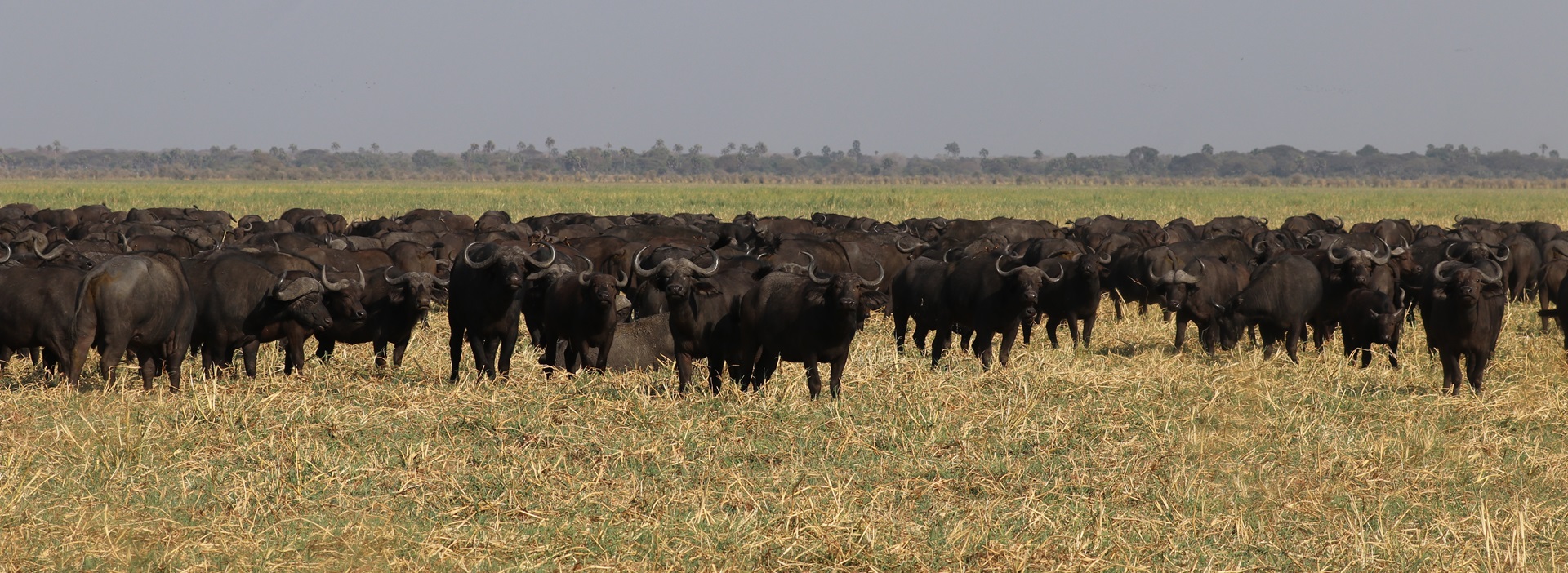 Buffaloes in Katavi National Park / Troupeau de buffles au parc de Katavi en Tanzanie