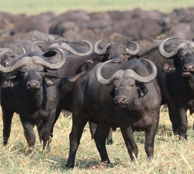 Buffalo herd in Katavi National Park / Horde de buffles au parc de Katavi en Tanzanie