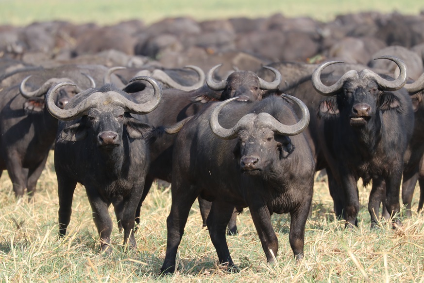 Buffalo herd in Katavi National Park / Horde de buffles au parc de Katavi en Tanzanie