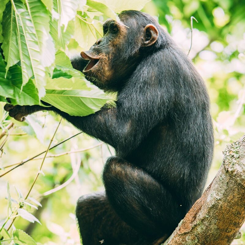 Chimpanzé à Greystoke Mahale en Tanzanie / Chimpanzee at Gryestoke Mahale in Tanzania