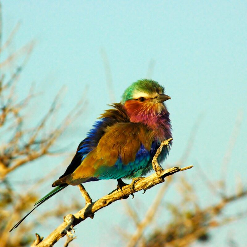 Jeune rollier à long brin au parc de Ruaha en Tanzanie