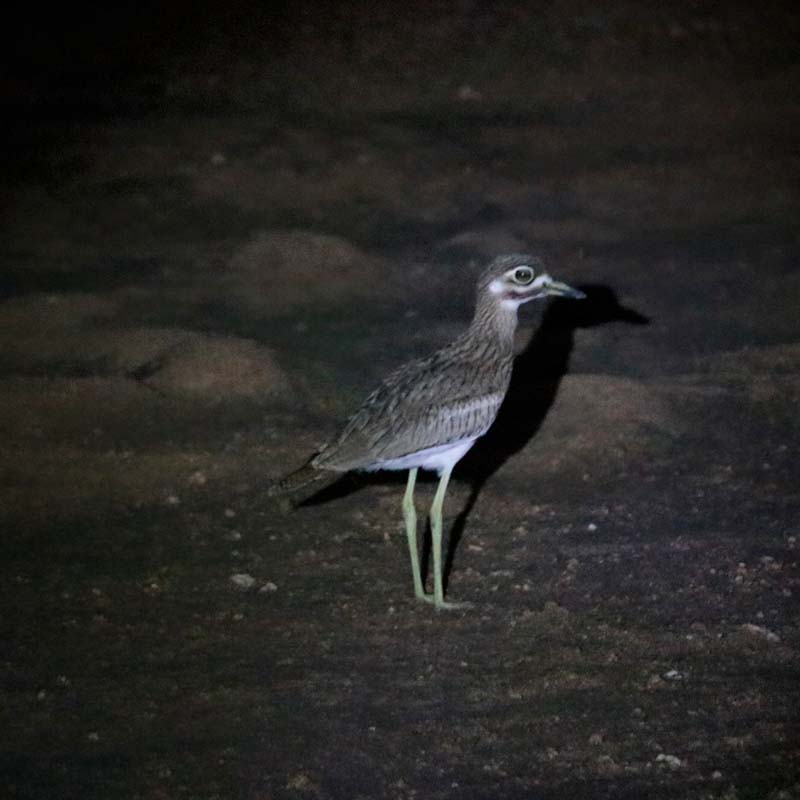 nightlife during a night safari in Tanzania