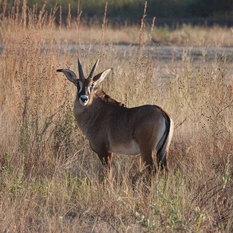 Cobe Defassa au parc national de Ruaha en Tazanie