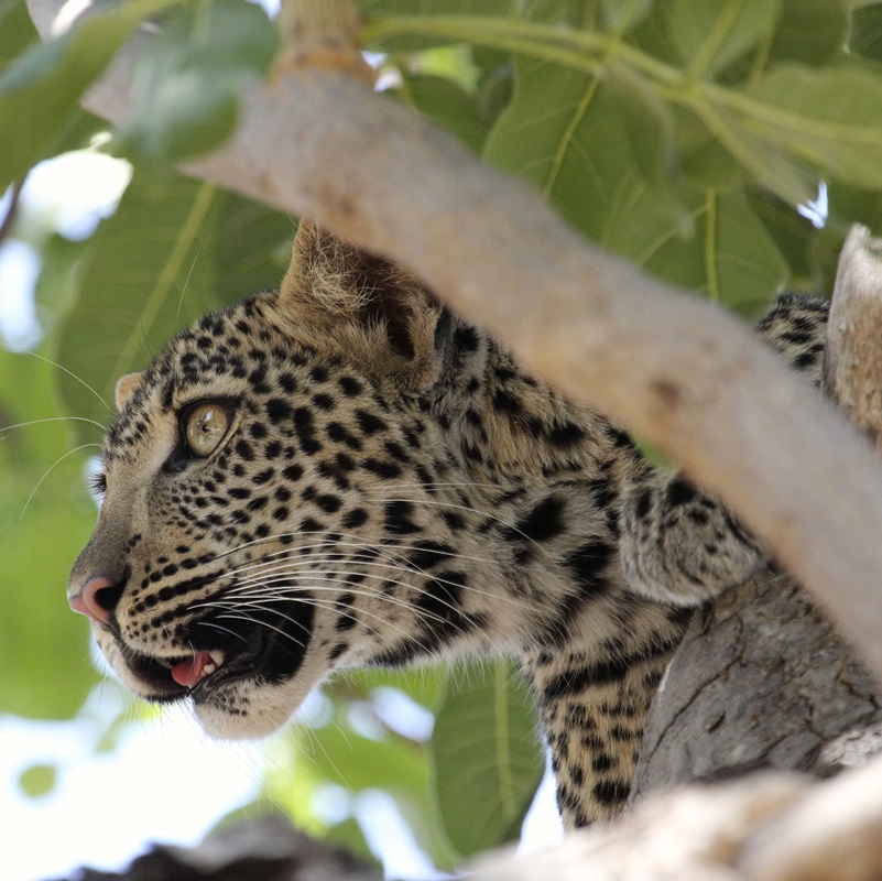 Léopard au parc national de Ruaha